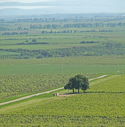 Vršac Vineyards