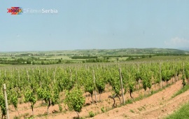 Vršac Vineyards