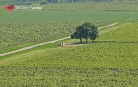 Vršac Vineyards