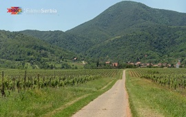 Vršac Vineyards