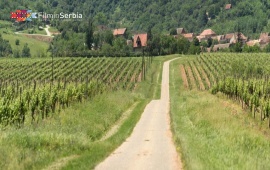 Vršac Vineyards